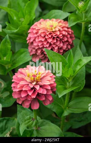 Zinnia elegans Queen Lime Red, serie Queen, fiori rossi con punte di lime su ogni bordo di petali Foto Stock
