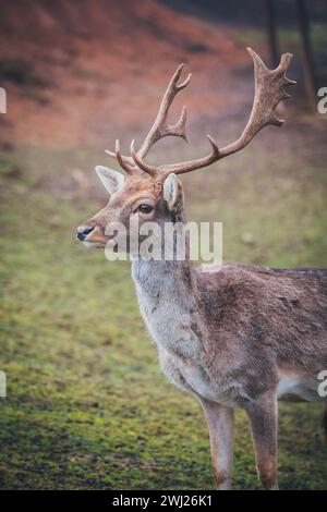 Captive Fallow Deer buck (Dama dama) Foto Stock