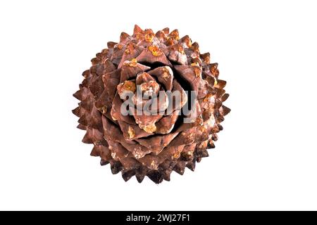 Primo piano delle foglie di un coltro Pinecone con spirali di fibonacci Foto Stock