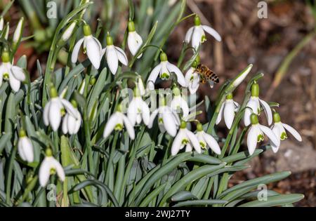 Primo piano di un'ape che impollina fiori di gocce di neve bianche in primavera Foto Stock