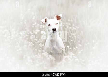 Ritratto estivo di patterdale terrier. Foto Stock