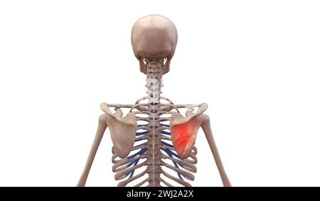 d illustrazione di uno scheletro umano con lesione della scapola rotta Foto Stock