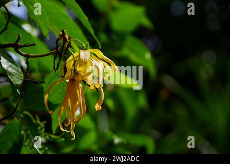 Vista ravvicinata del fiore di Ylang-ylang che fiorisce sul ramo degli alberi Foto Stock