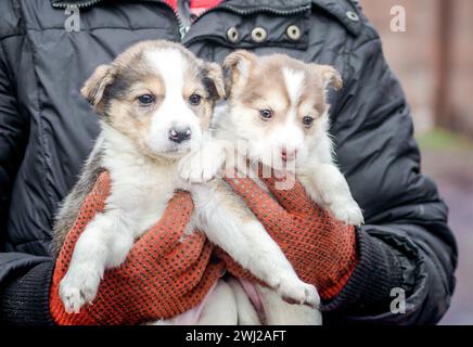 Due piccoli cuccioli in mani umane Foto Stock