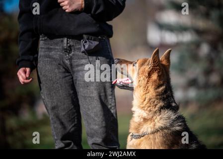 Allenati con un cane pastore tedesco nel parco in una serata di sole Foto Stock