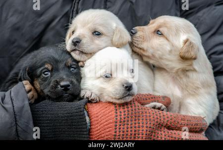 Branco di piccoli cuccioli in mani umane Foto Stock