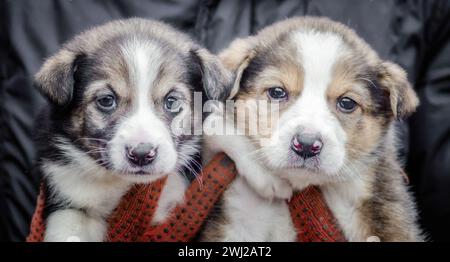 Due piccoli cuccioli in mani umane Foto Stock