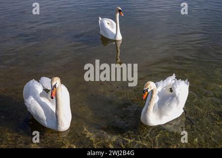 Tre cigni bianchi sul lago Foto Stock