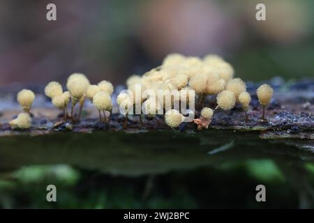 Hemitrichia calyculata, comunemente nota come stampo a spinta Foto Stock