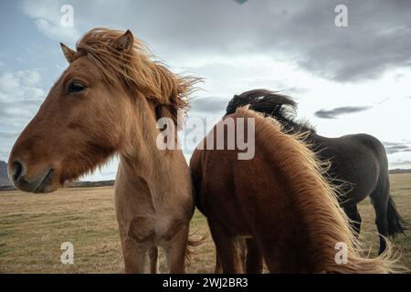 I cavalli islandesi sui paesaggi Foto Stock