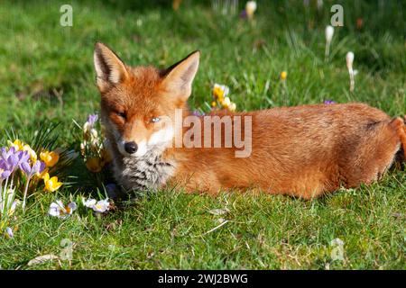 UK Meteo, Londra, 12 febbraio 2024: Una volpe rossa femminile in un giardino a Clapham gode del sole e annusa i crocchi che crescono nel prato. Crediti: Anna Watson/Alamy Live News Foto Stock