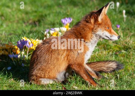 UK Meteo, Londra, 12 febbraio 2024: Una volpe rossa femminile in un giardino a Clapham gode del sole e annusa i crocchi che crescono nel prato. Crediti: Anna Watson/Alamy Live News Foto Stock