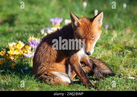 UK Meteo, Londra, 12 febbraio 2024: Una volpe rossa femminile in un giardino a Clapham gode del sole e annusa i crocchi che crescono nel prato. Crediti: Anna Watson/Alamy Live News Foto Stock