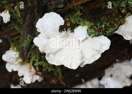 Postia floriformis, un poliporo che cresce su ceppo di abete rosso in Finlandia, senza nome comune inglese Foto Stock