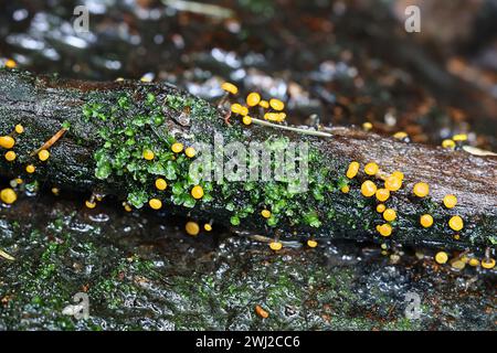 Vibrissea Truncorum, un fungo sac senza nome comune inglese che cresce in flussi forestali in Finlandia durante la primavera Foto Stock