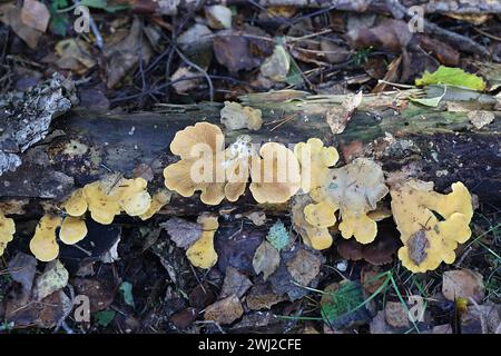 Tapinella panuoides, noto come l'Ostrica rollrim, funghi selvatici dalla Finlandia Foto Stock