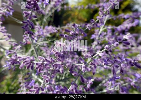 Perovskia d'argento (Perovskia atriplicifolia), nota anche come rue blu - pianta fiorita nel giardino Foto Stock