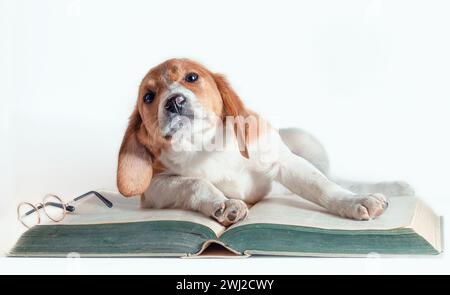 Il cucciolo dai capelli bianchi e rossi con orecchie lunghe legge un grande libro di carta Foto Stock