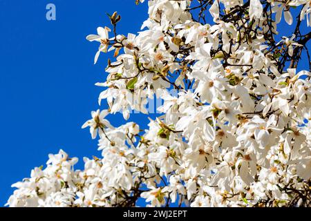 la magnolia bianca fiorisce di fronte a un cielo blu. kobus tree in primavera Foto Stock