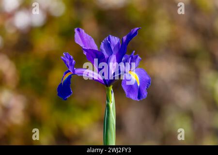 Fotografia di un fiore di Iris olandese viola in fiore in un giardino domestico nelle Blue Mountains nel nuovo Galles del Sud in Australia Foto Stock