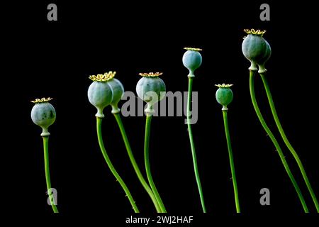 Papavero, teste di papavero. Arte creativa delle capsule di semi di fiori di papavero. Sfondo floreale. Naturale Foto Stock