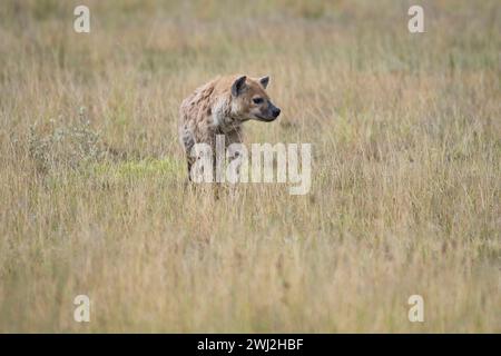 Spotted hyena (Crocuta crocuta), Amboseli National Park, Kenya Foto Stock