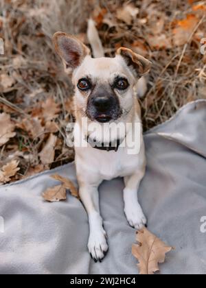 Piccolo cane divertente che guarda la macchina fotografica Foto Stock