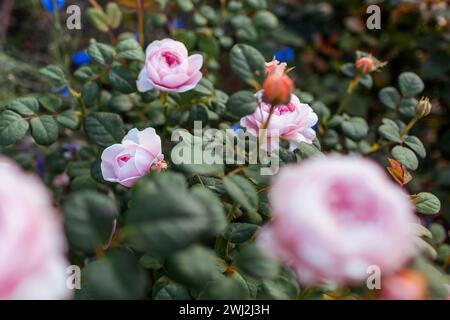 Rosa Regina di Svezia rosa rosa fiorito nel giardino estivo di veronica blu. La rosa arbusto inglese cresce sul letto di fiori al tramonto Foto Stock