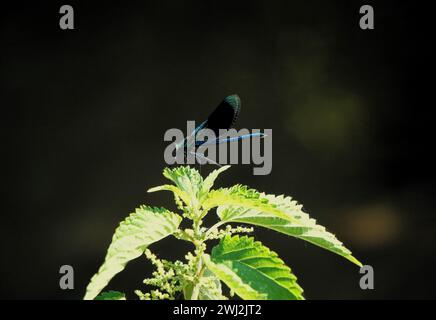 Libellula nera e blu arroccata su una foglia verde brillante Foto Stock