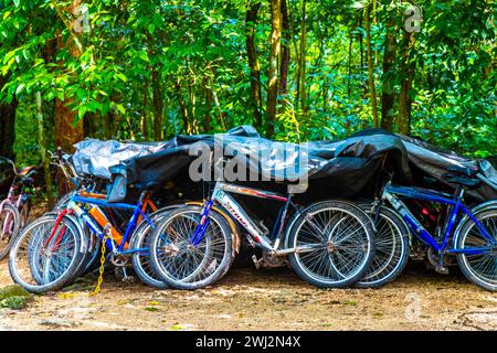 Coba Quintana Roo Messico 01. Ottobre 2023 noleggia una bicicletta triciclo e attraversa la giungla Coba Ruins Adventure nel comune di Coba Tulum qui Foto Stock