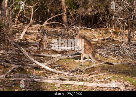 Canguri grigi orientali sull'isola Maria sulla costa orientale della Tasmania in Australia Foto Stock