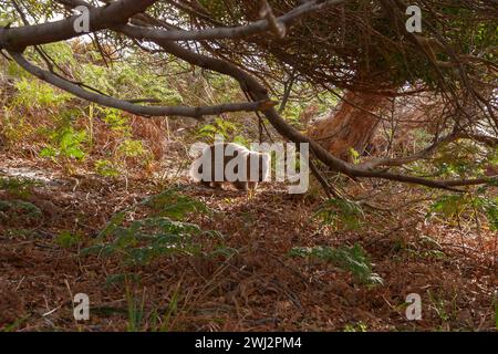 Wombat sull'isola Maria sulla costa orientale della Tasmania in Australia Foto Stock