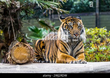 Tigre di Sumatra al giardino zoologico di Tokyo, Giappone Foto Stock