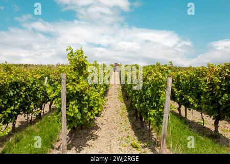 Trattore per la rifilatura di foglie di viti sul vigneto. Macchinari con conducente in un vigneto agricolo Foto Stock