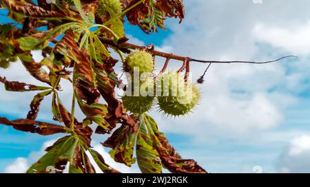 Ramo di un albero con frutti di castagno (aesculus hippocastanum) con foglie. Castagno Foto Stock