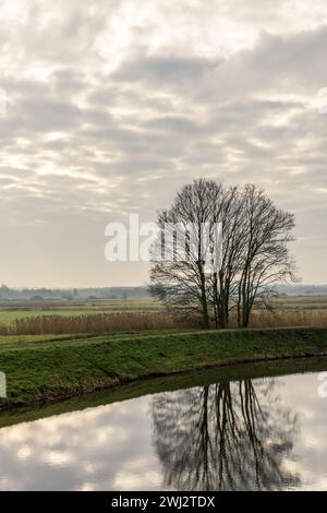 Albero che si riflette nelle acque del fiume Dommel a Den Bosch, ai margini della riserva naturale Bossche Broek in una giornata nuvolosa. Foto Stock