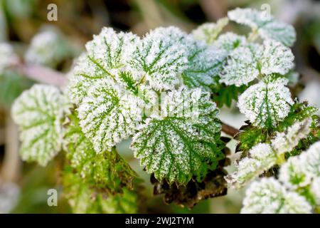 Primo piano di un fogliame, probabilmente foglie di bramble o mora (rubus fruticosus), ricoperte di cristalli di gelo dopo una fredda notte d'inverno. Foto Stock