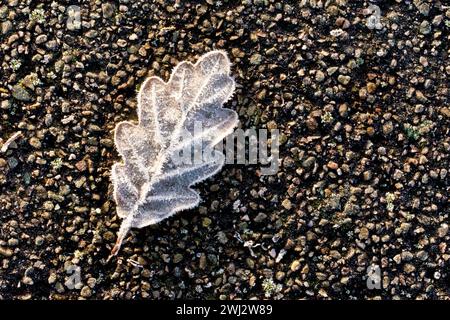 Primo piano di una foglia di quercia caduta adagiata su una pavimentazione asfaltata di ghiaia, ricoperta da cristalli di gelo e illuminata dai caldi raggi di un debole sole invernale. Foto Stock