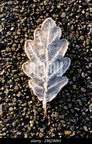 Primo piano di una foglia di quercia caduta adagiata su una pavimentazione asfaltata di ghiaia, ricoperta da cristalli di gelo e illuminata dai caldi raggi di un debole sole invernale. Foto Stock