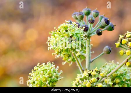 Edera (hedera helix), primo piano focalizzato su una singola testa di fiore rotonda e sui singoli fiori, con frutti in fase di sviluppo sullo sfondo. Foto Stock