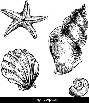 Conchiglie in corallo, turchese e blu. Illustrazione grafica disegnata a mano con inchiostro nero. Un insieme di elementi isolati vettore EPS. Mondo sottomarino, mare Illustrazione Vettoriale