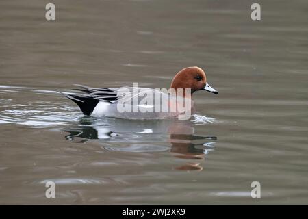 Drake Eurasian Wigeon (Mareca penelope) nuota su un lago con sfondo naturale al Dinton Pastures Country Park, Berkshire, Regno Unito, gennaio 2024 Foto Stock