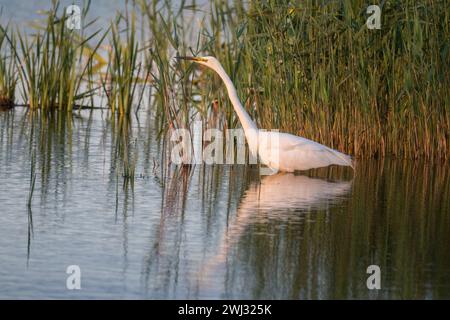 Adulti Great Egret o Great White Egret (Ardea alba) in piedi in acqua di fronte ai falchi d'artificio presso Ham Wall RSPB Reserve, Somerset, Regno Unito, maggio 2022 Foto Stock