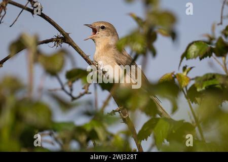 Male Garden Warbler (Sylvia borin) canta in hedgerow al Dinton Pastures Country Park, Berkshire, Regno Unito, aprile 2022 Foto Stock