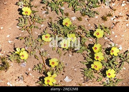 Devils thorn Tribulus zeyheri 11408 Foto Stock