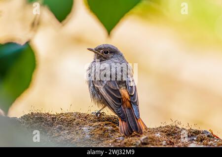 Pulcino soffice rosso nero. Uccellino nero giovanile (Phoenicurus ochruros) seduto su pietra in g Foto Stock