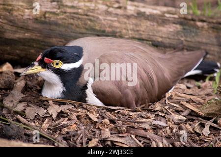 il lapwing ha un cappuccio nero e un'ampia striscia a occhio bianco, con un anello a occhio giallo e un becco e un piccolo baglietto rosso sopra il becco. Le gambe sono rosa-gre Foto Stock