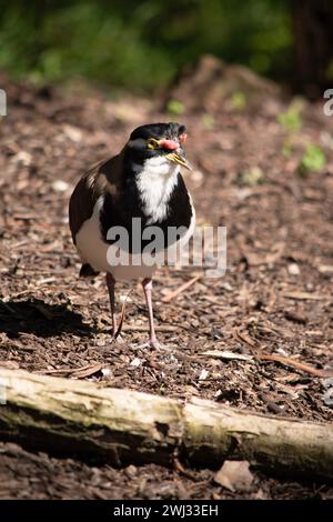 il lapwing ha un cappuccio nero e un'ampia striscia a occhio bianco, con un anello a occhio giallo e un becco e un piccolo baglietto rosso sopra il becco. Le gambe sono rosa-gre Foto Stock