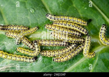 Caterpillari striscianti della grande farfalla di cavolo bianco che si nutre su una foglia di cavoletti di Bruxelles. garde Foto Stock