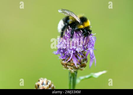 White-tailed bumblebee Foto Stock